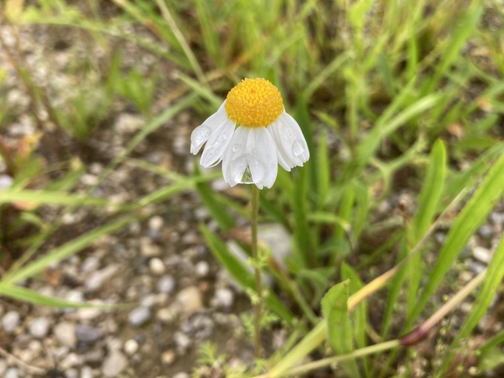 Kamille Blüte einzeln