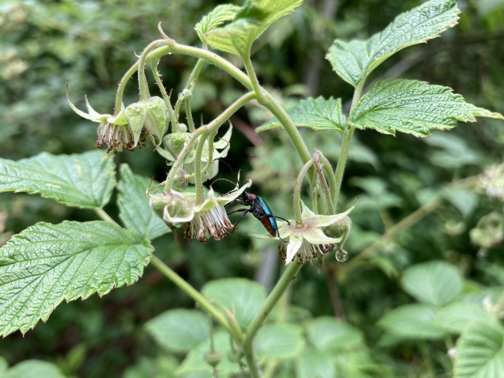 Käfer auf Brombeere