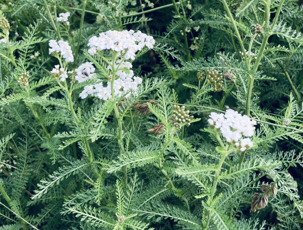 Schafgarbe weiße Blüten