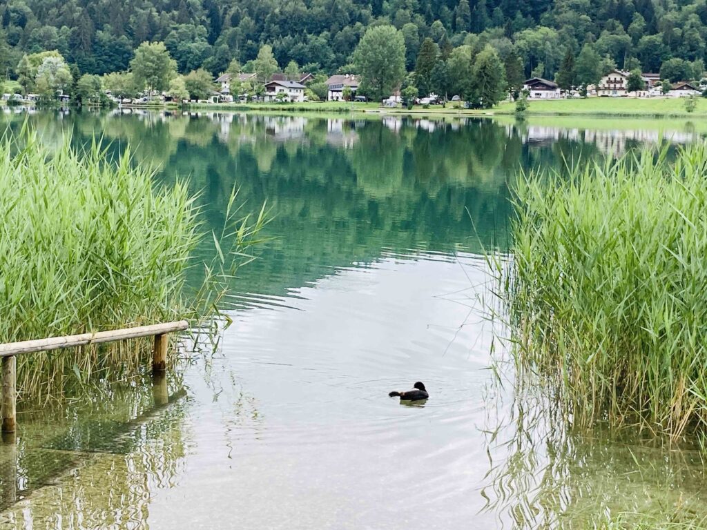 Thiersee mit Ente