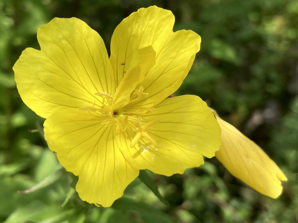 Die offene Blüte der Nachtkerze lockt nach Sonnenuntergang allerlei Insekten an