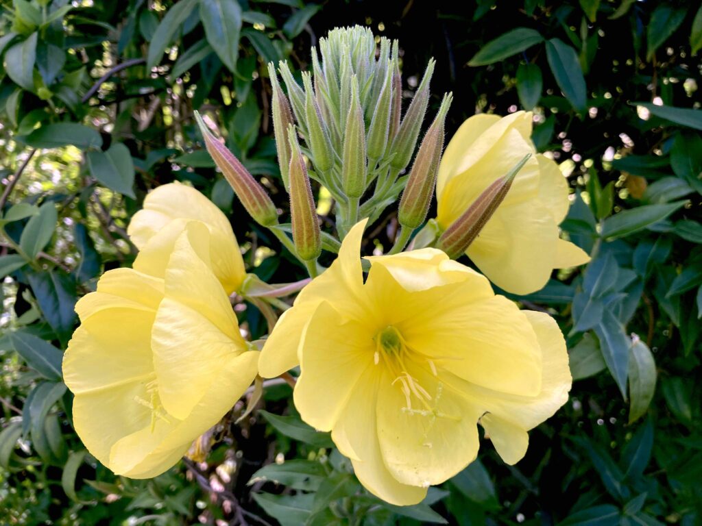 Nachtkerze geöffnete Blüten