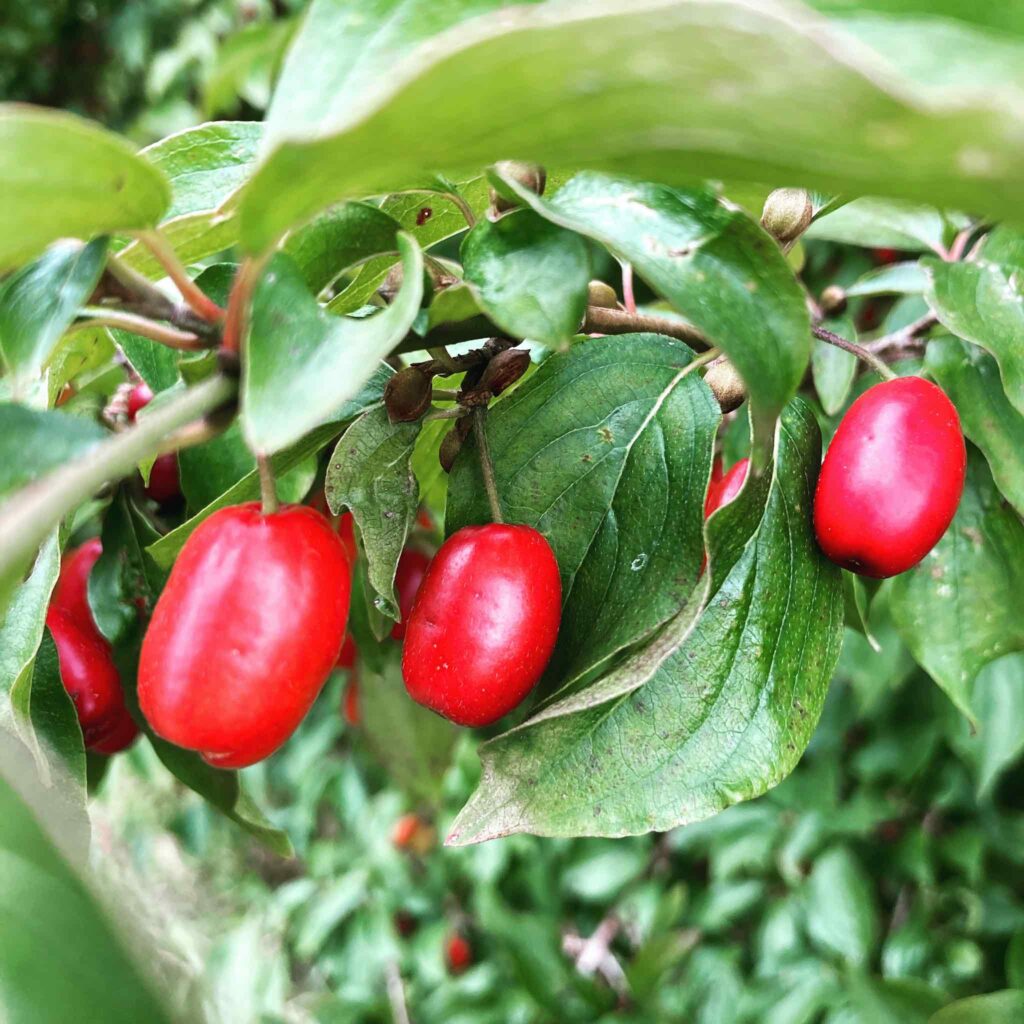 Die Kornelkirsche schmeckt sauer, aber köstlich als Marmelade!