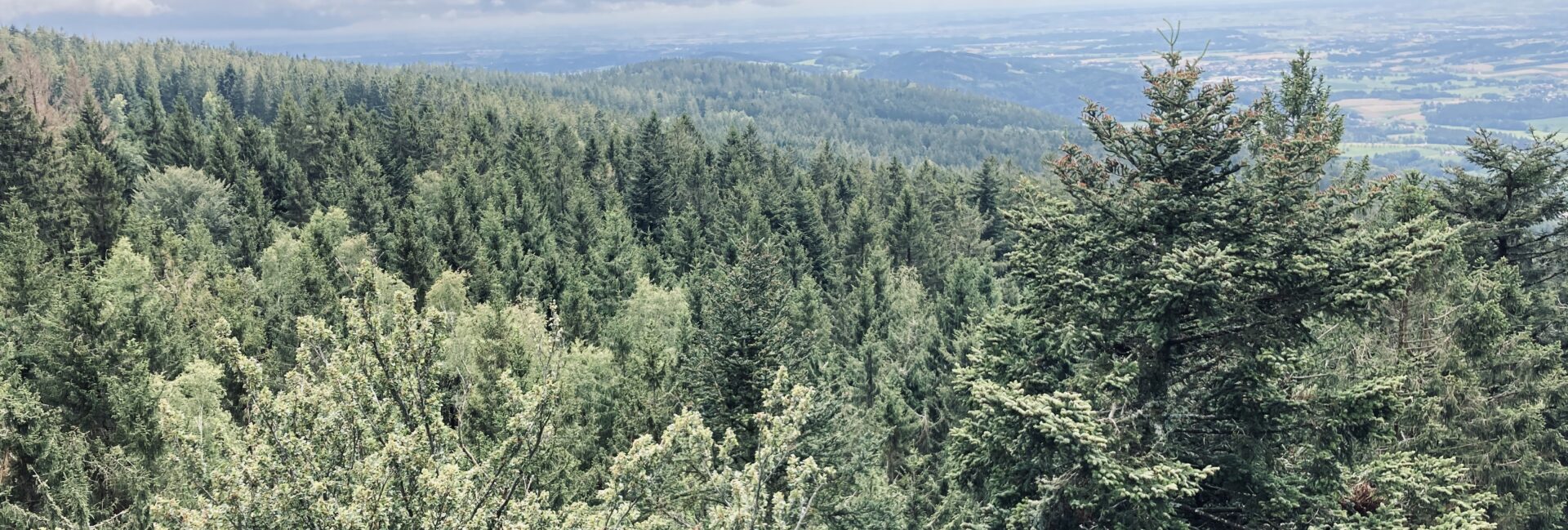 Wald