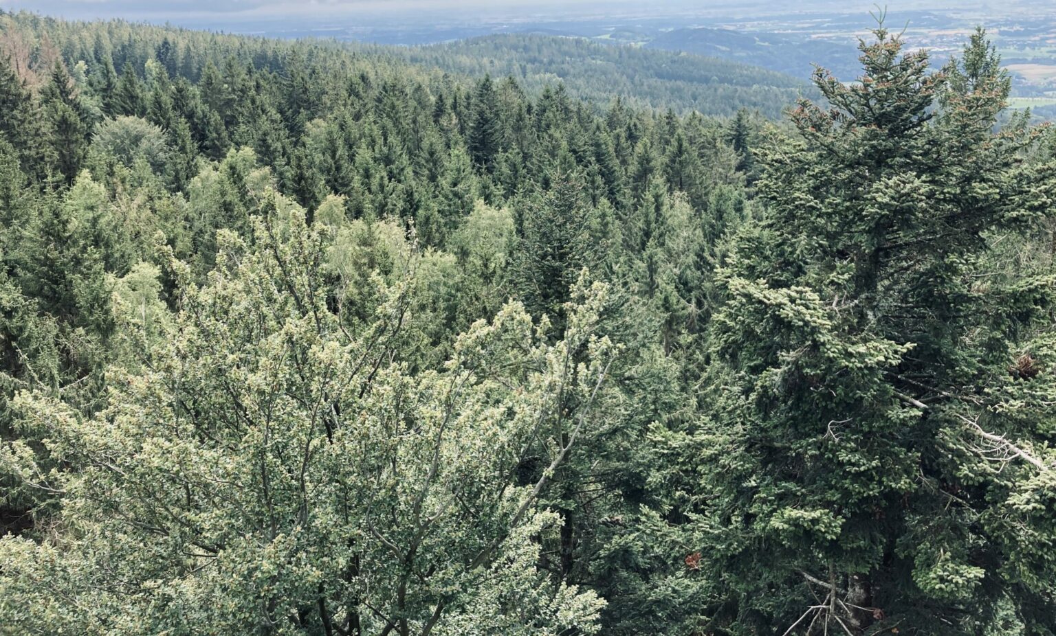Waldbaden. Die positive Wirkung des Waldes - Von-draussen.blog