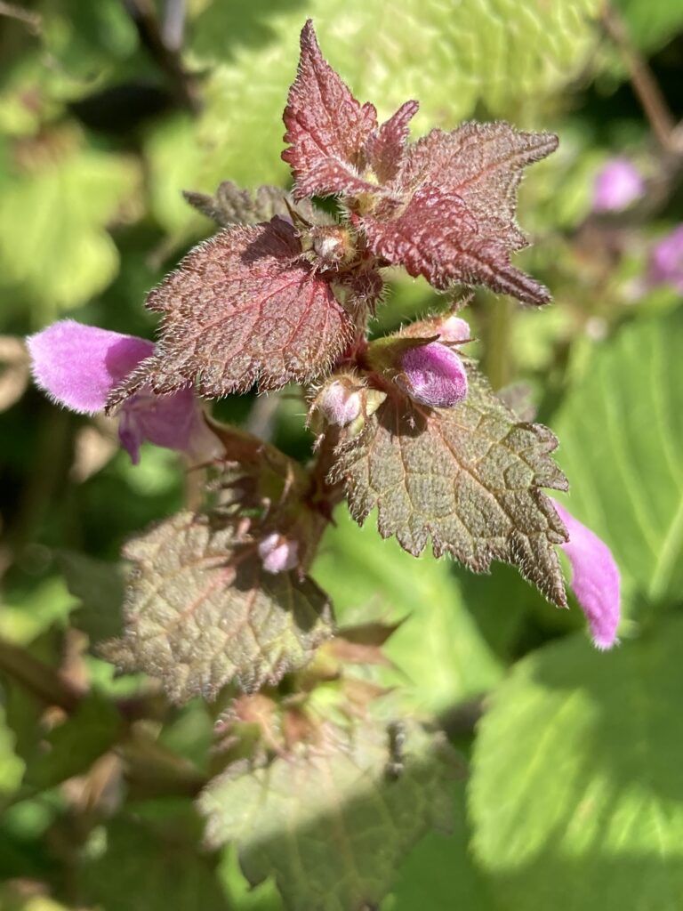 Taubnessel mit Blüten