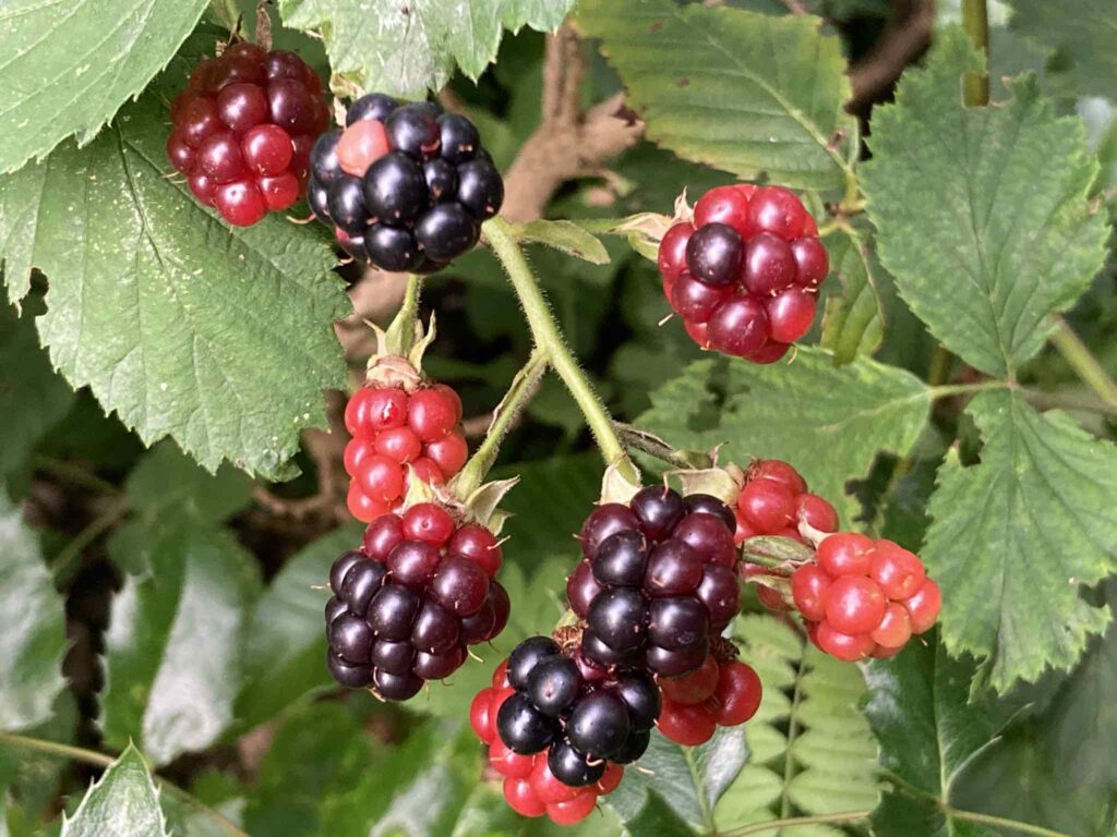 Brombeeren