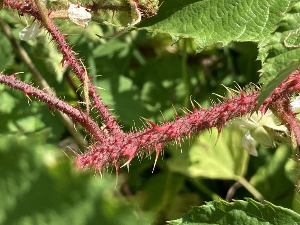 Die Brombeere schützt sich mit ihren spitzen Stacheln gegen gefräßige Feinde