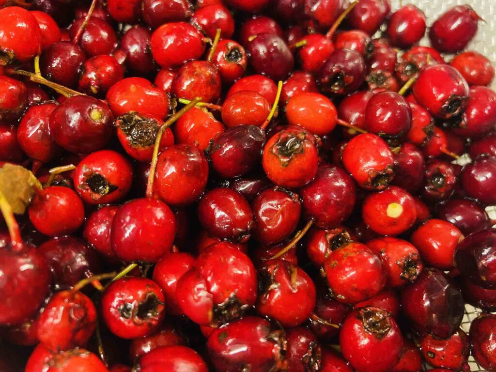 Weißdornbeeren frisch vom Strauch sind sehr gesund