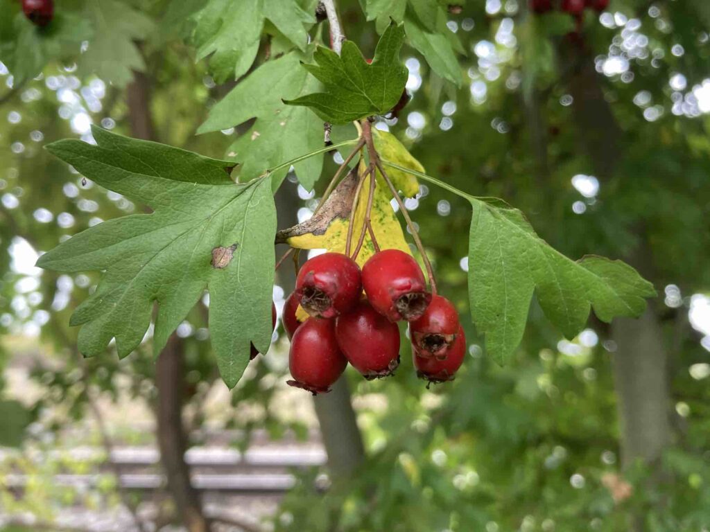 Die dunklen Beeren des Weißdorn
