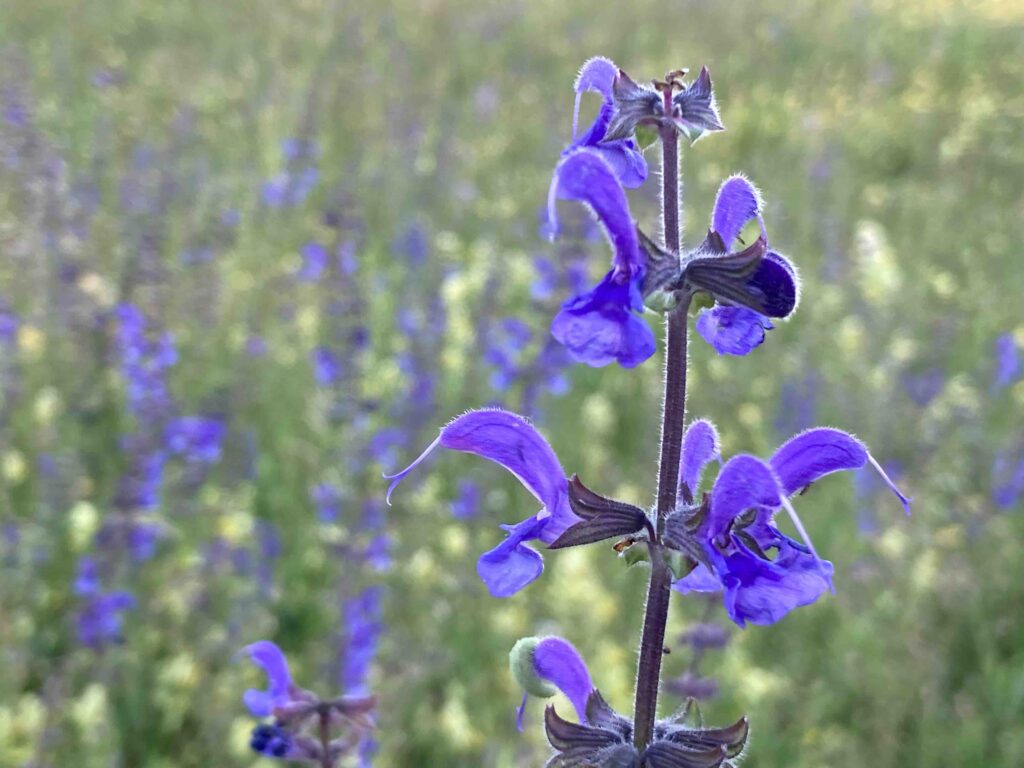 Blüte des Wiesensalbei