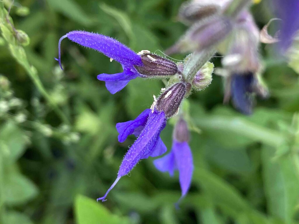 Wiesensalbei Blüte