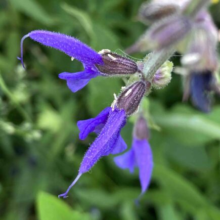 Wiesensalbei Blüte