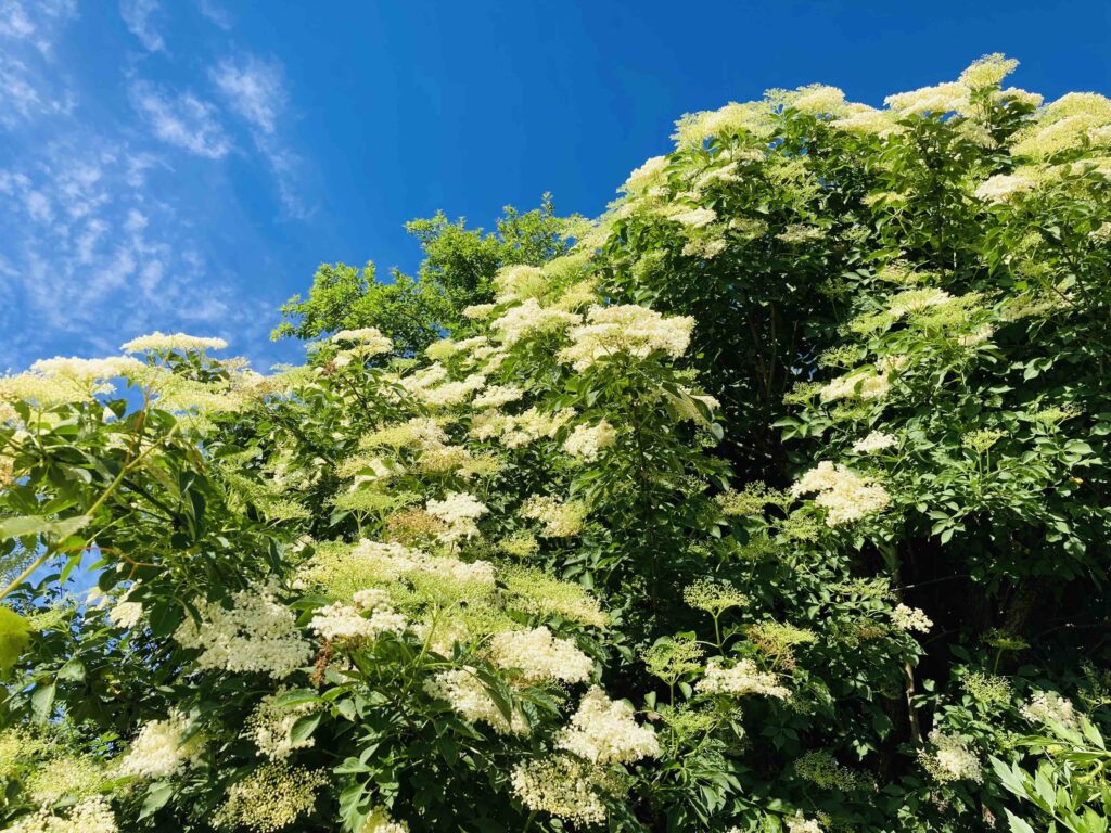 Holunderbaum mit Blüten