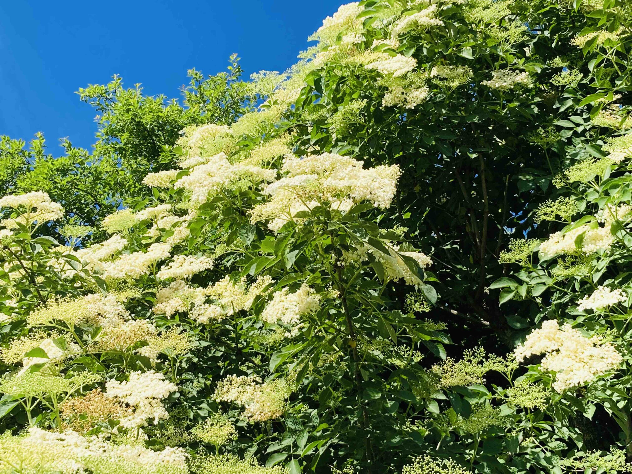 Holunderbaum von-draußen.blog - Wildkräuter & Natur