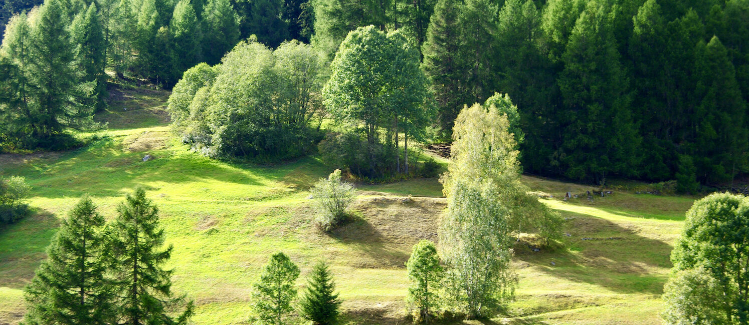 Waldbaden ist gut für die Seele