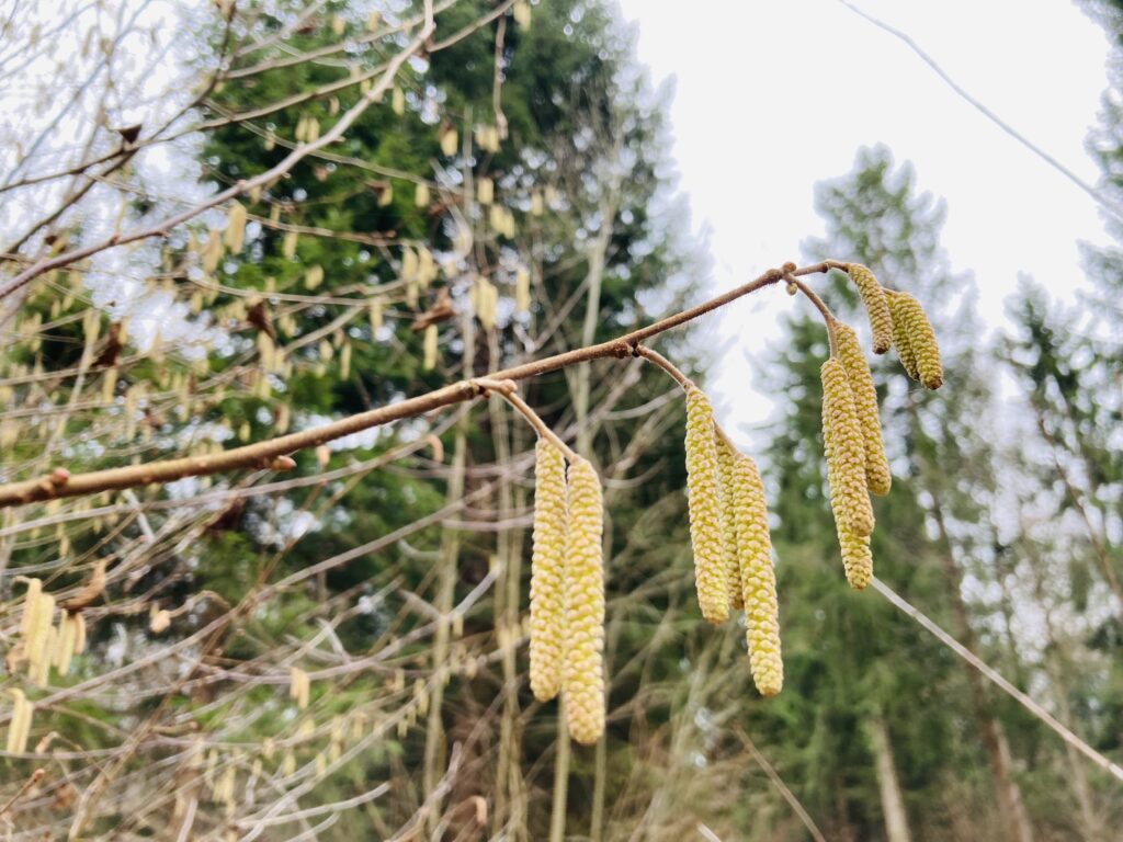 Haselnusskätzchen am Baum