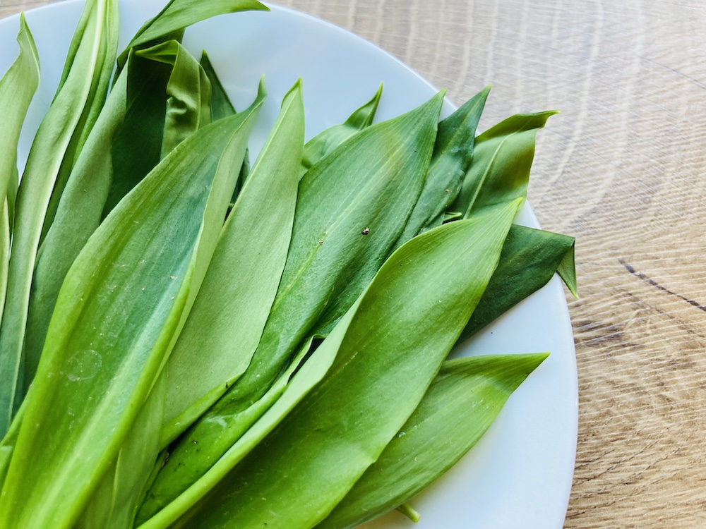 Frische Bärlauchblätter