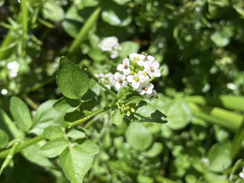 Blüten der Brunnenkresse