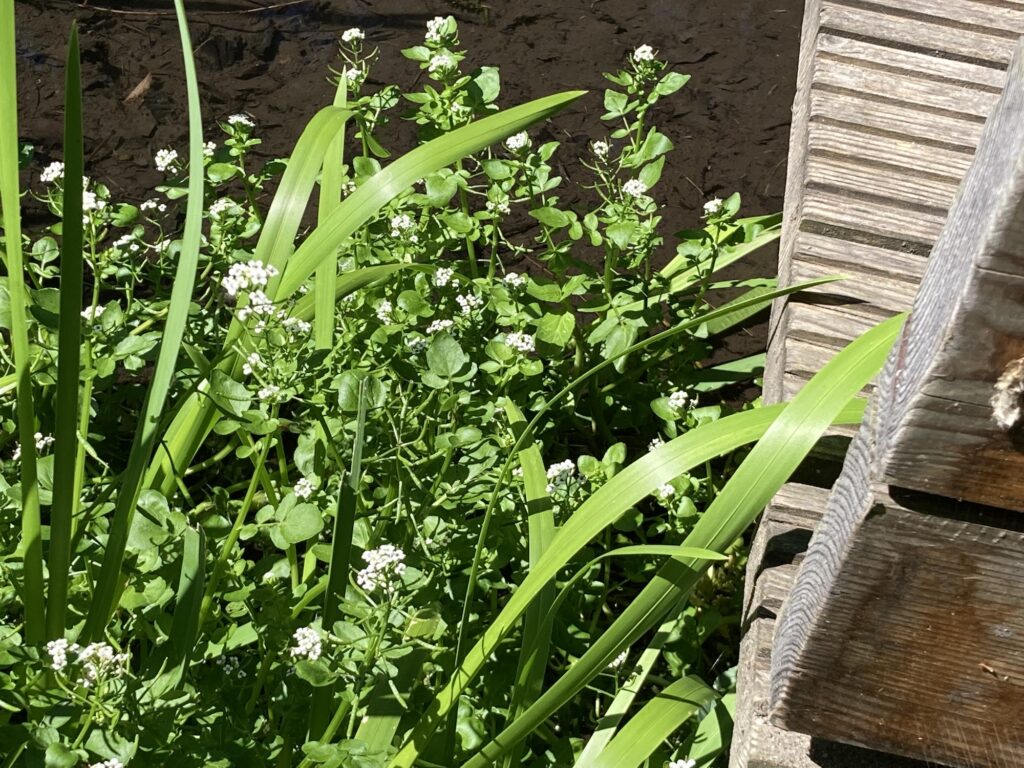 Brunnenkresse am Bach