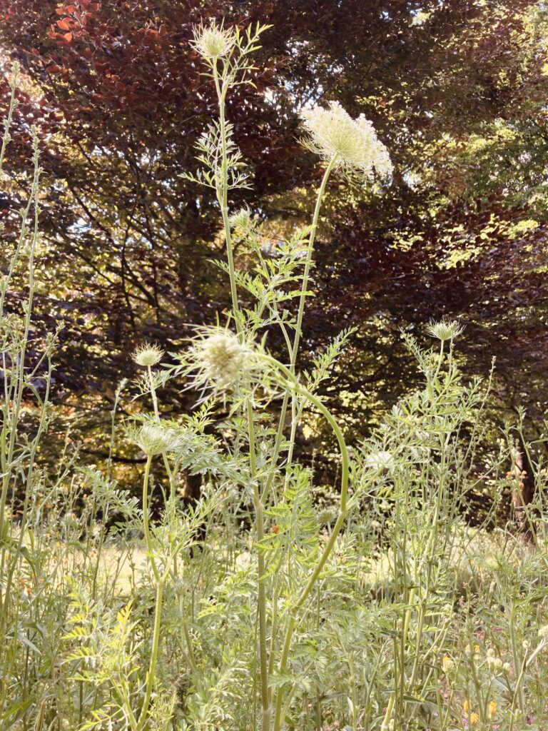 Die Wilde Möhre am Wegesrand