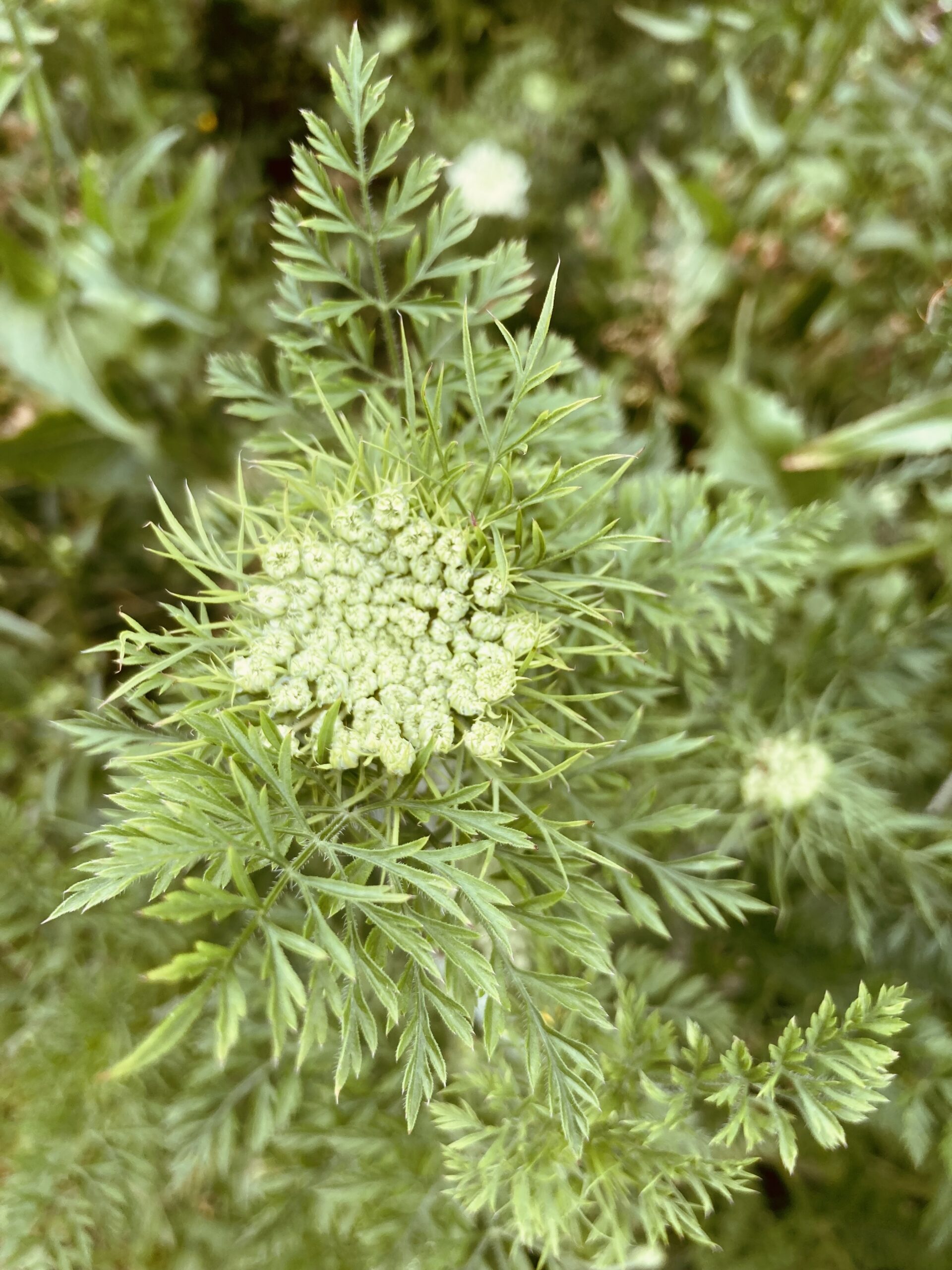 Die Wilde Möhre in der Blumenwiese