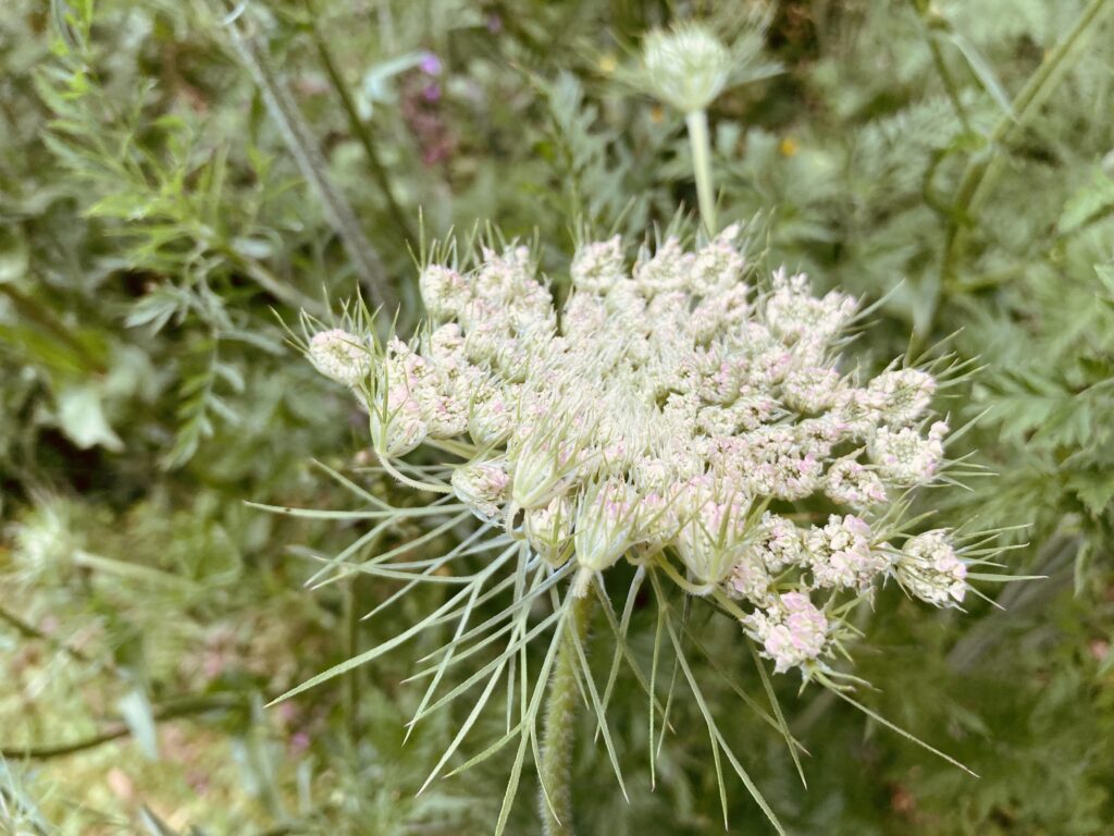 Die zarten Blüten der Wilden Möhre