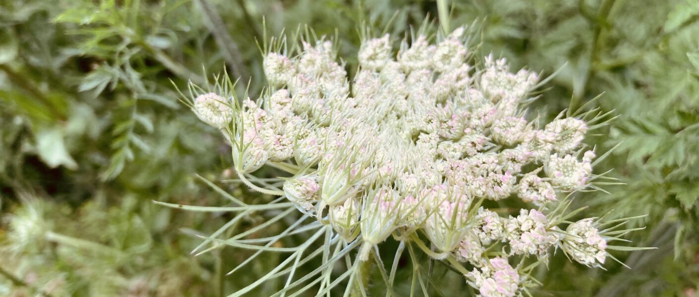 Die zarten Blüten der Wilden Möhre