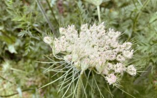 Die zarten Blüten der Wilden Möhre