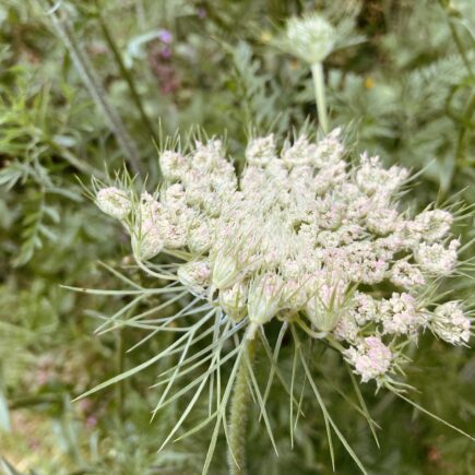 Die zarten Blüten der Wilden Möhre