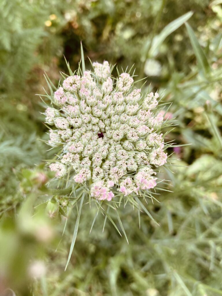 Die rosa-weißen Blüten der Wilden Möhre