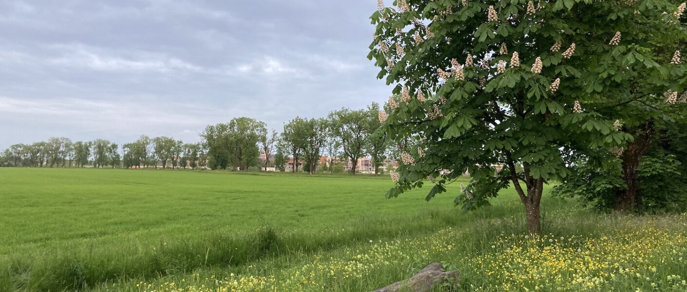 Weisse Rosskastanie