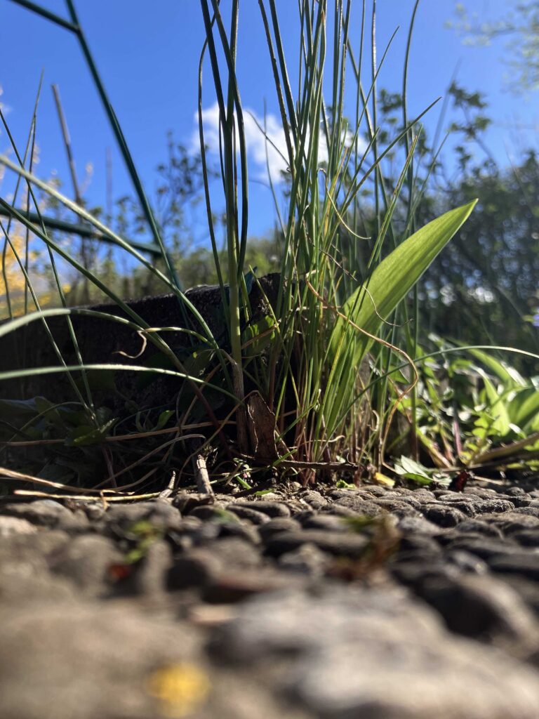 Wilder Schnittlauch als Würzkraut