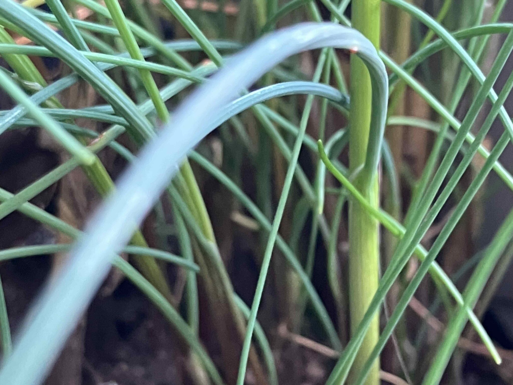 Wilder Schnittlauch. Genuss beim Spaziergang Vondraussen.blog