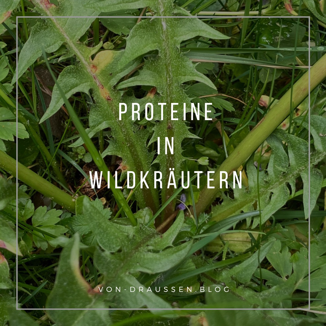 Vondraussen.blog Wildkräuter & Natur erleben