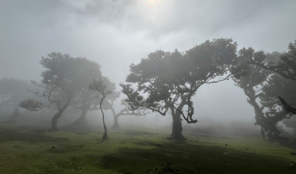 Herbst, Bäume, Nebel