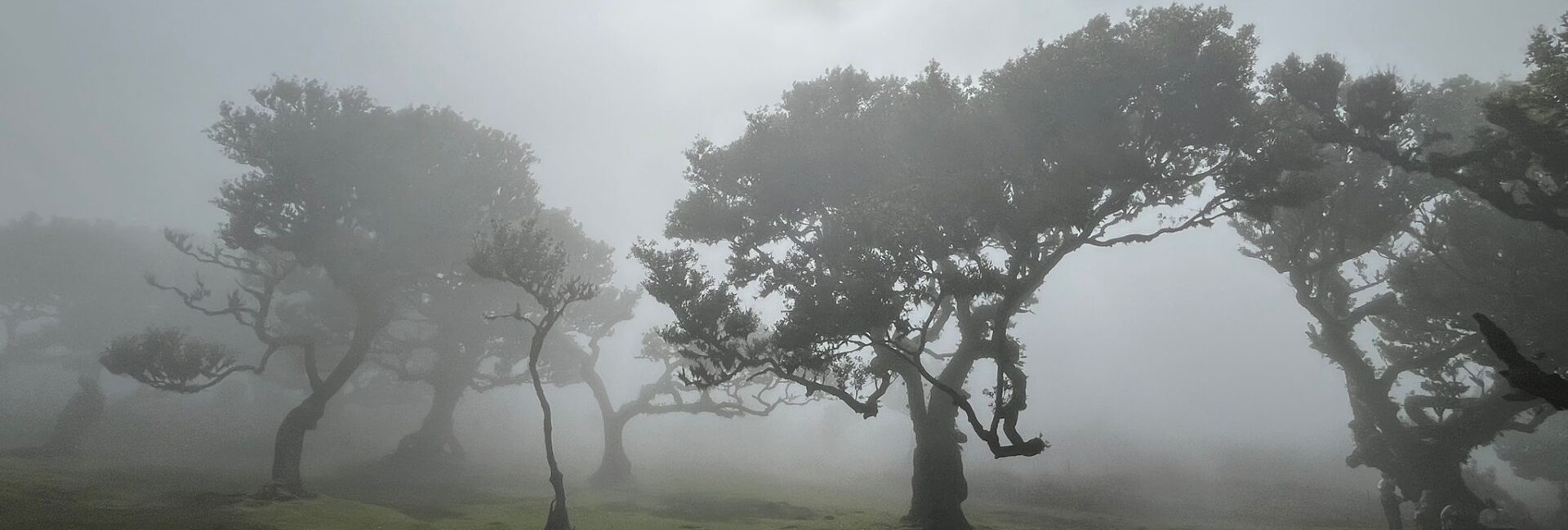 Herbst, Bäume, Nebel